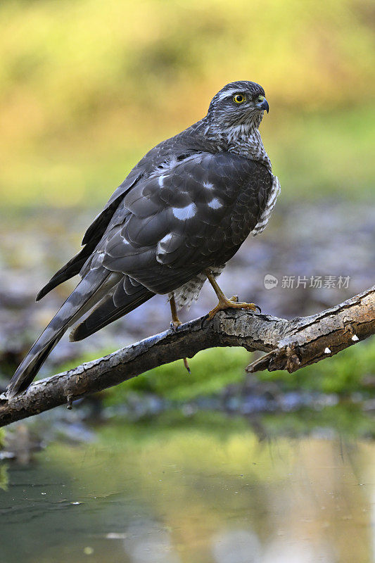 欧亚雀鹰(学名:Accipiter nisus)